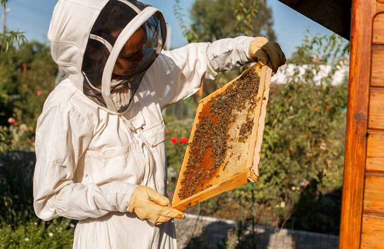 EPIs para apicultura: conheça o macacão e outros equipamentos de proteção para a atividade